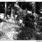 spider's web