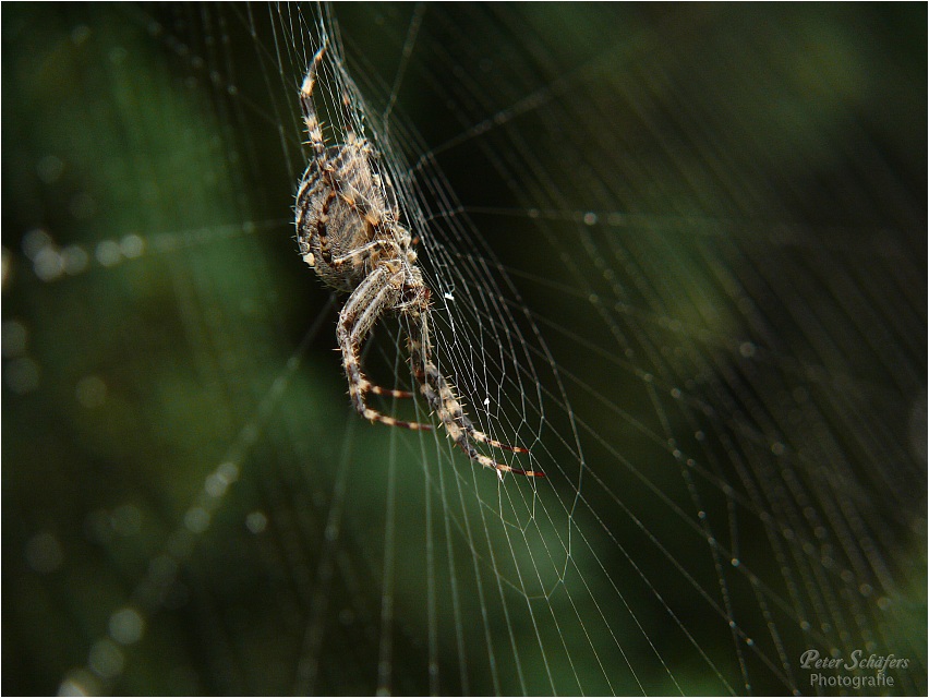 Spider's Web