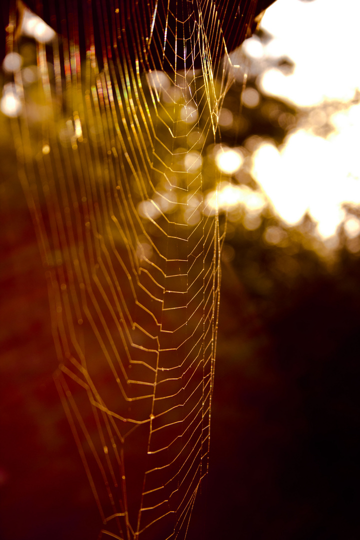 Spider´s web