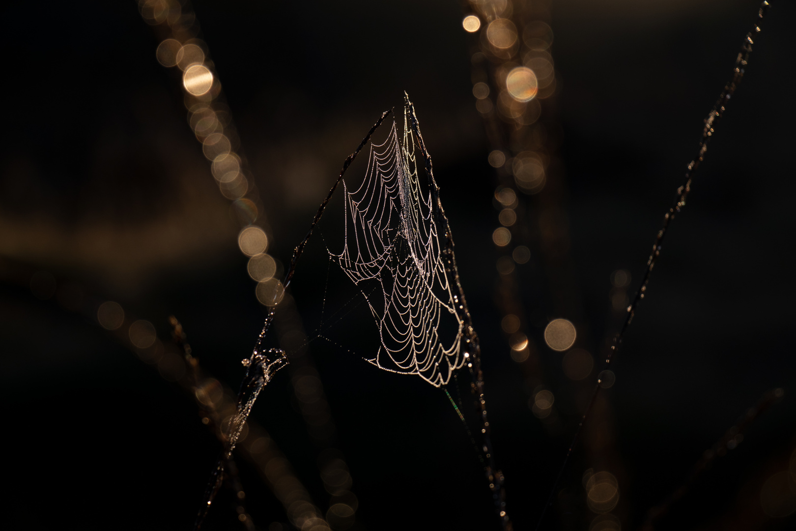 Spider's Web