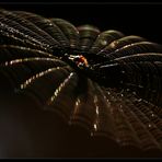 spider's web l