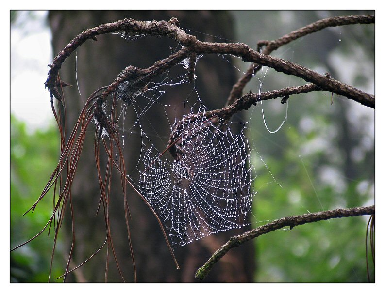 Spider's web (Landgoed 't Ooievaarsnest)