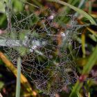 spider's web orig
