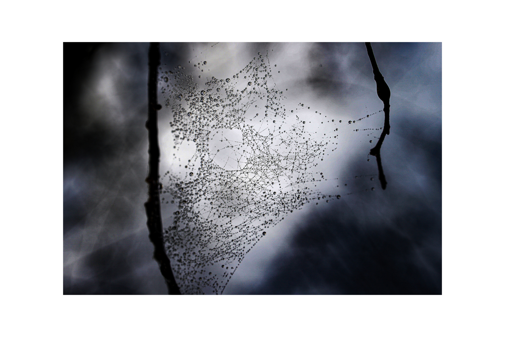 Spider's Web05