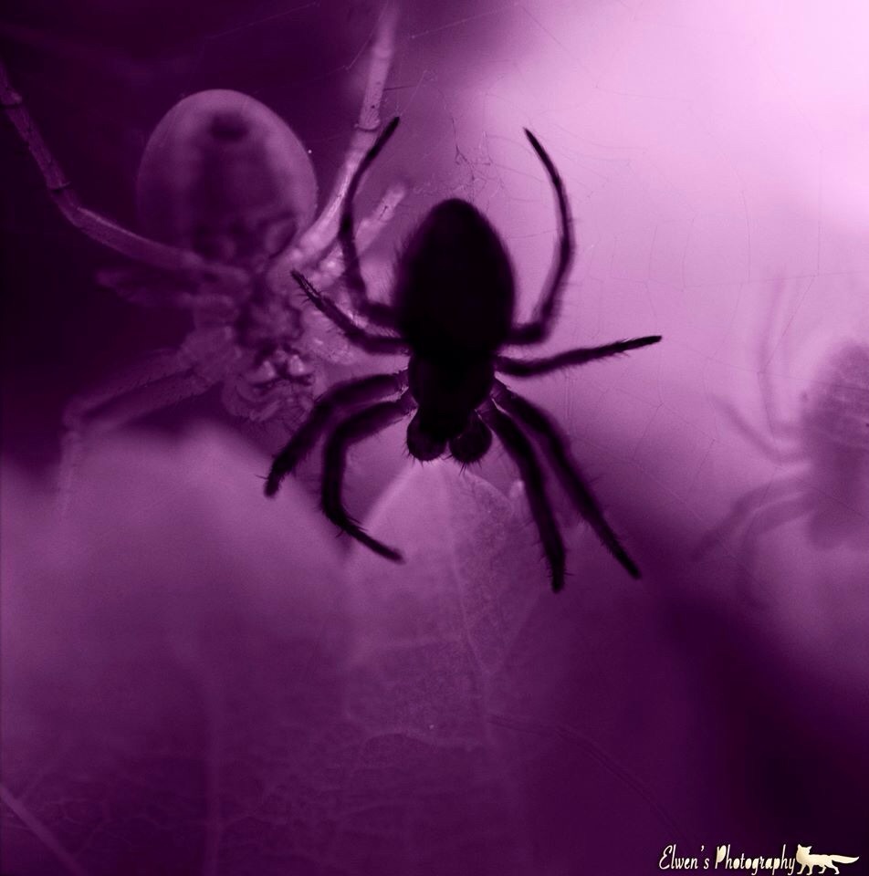 Spiderviolette