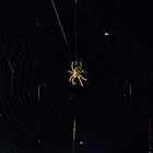 spider.web