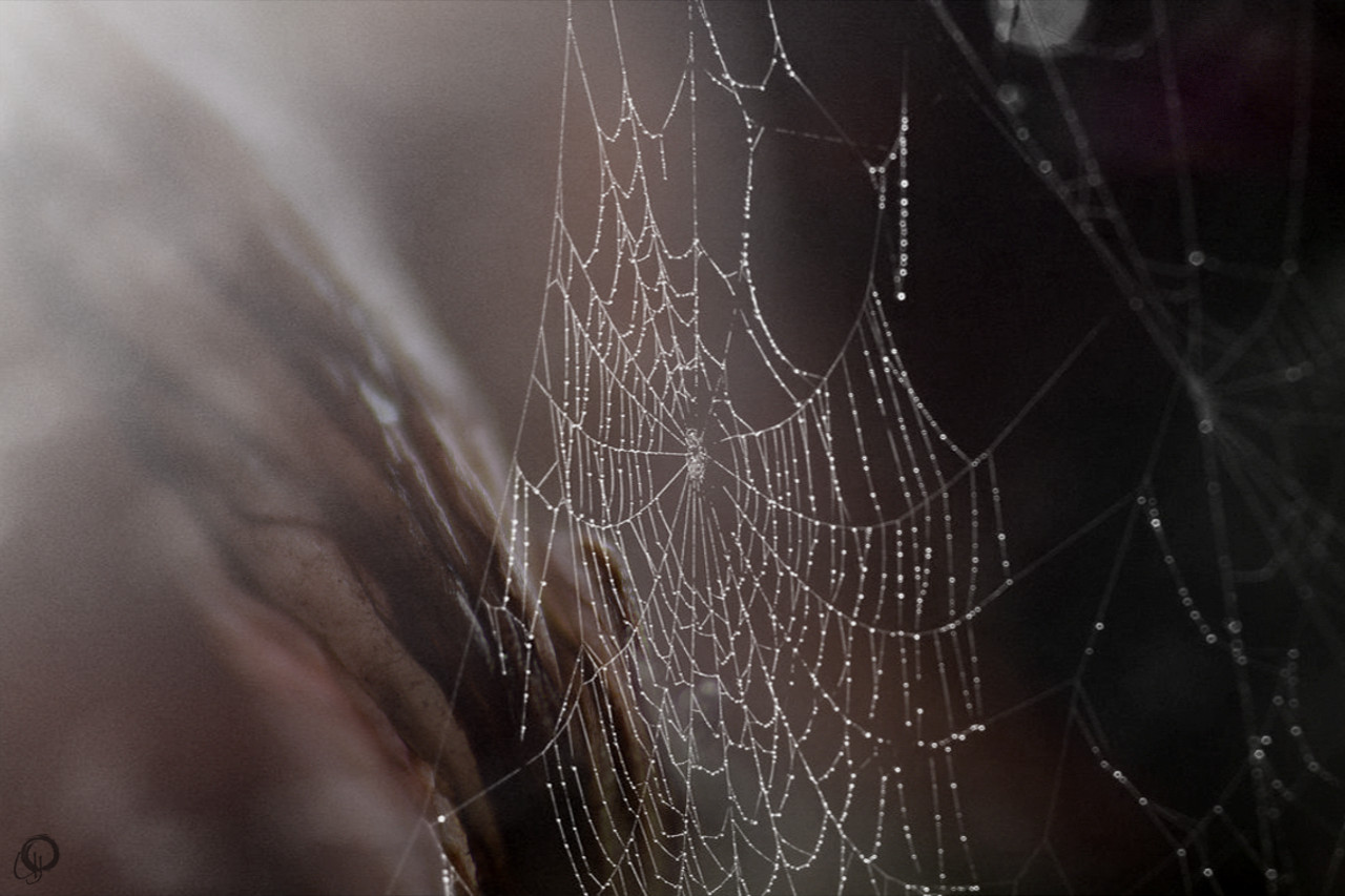 Spiderweb