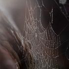 Spiderweb