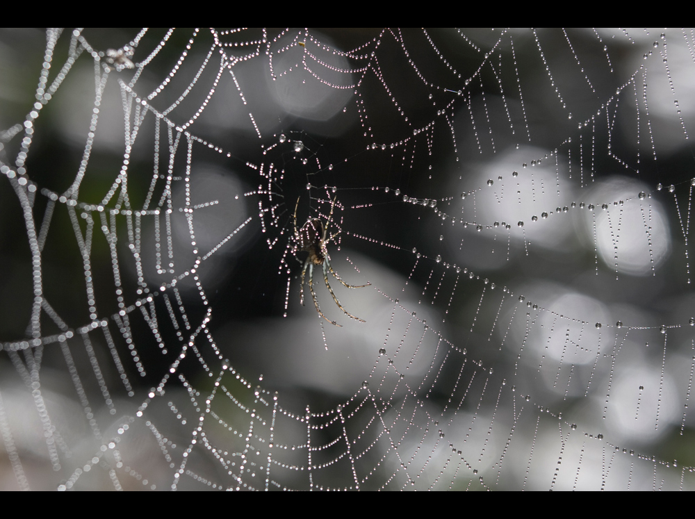 spiderweb