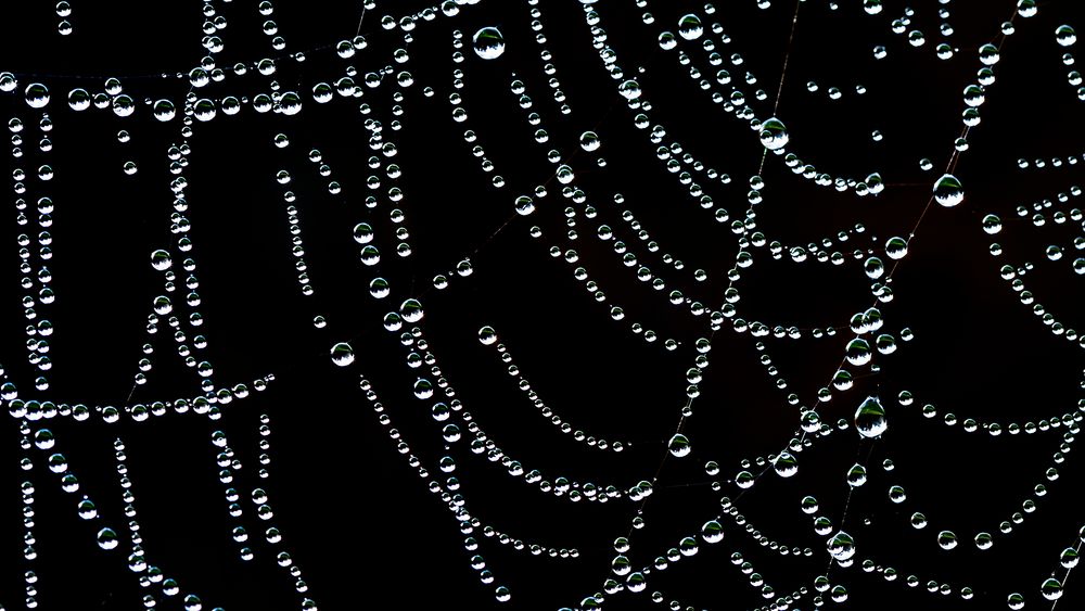 SPIDERWEB (2)