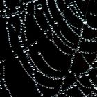 SPIDERWEB (2)