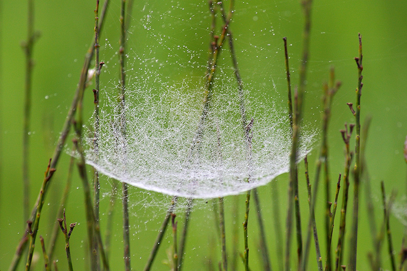 Spiderweb di Massimo Pelagagge 