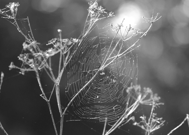 Spiderweb