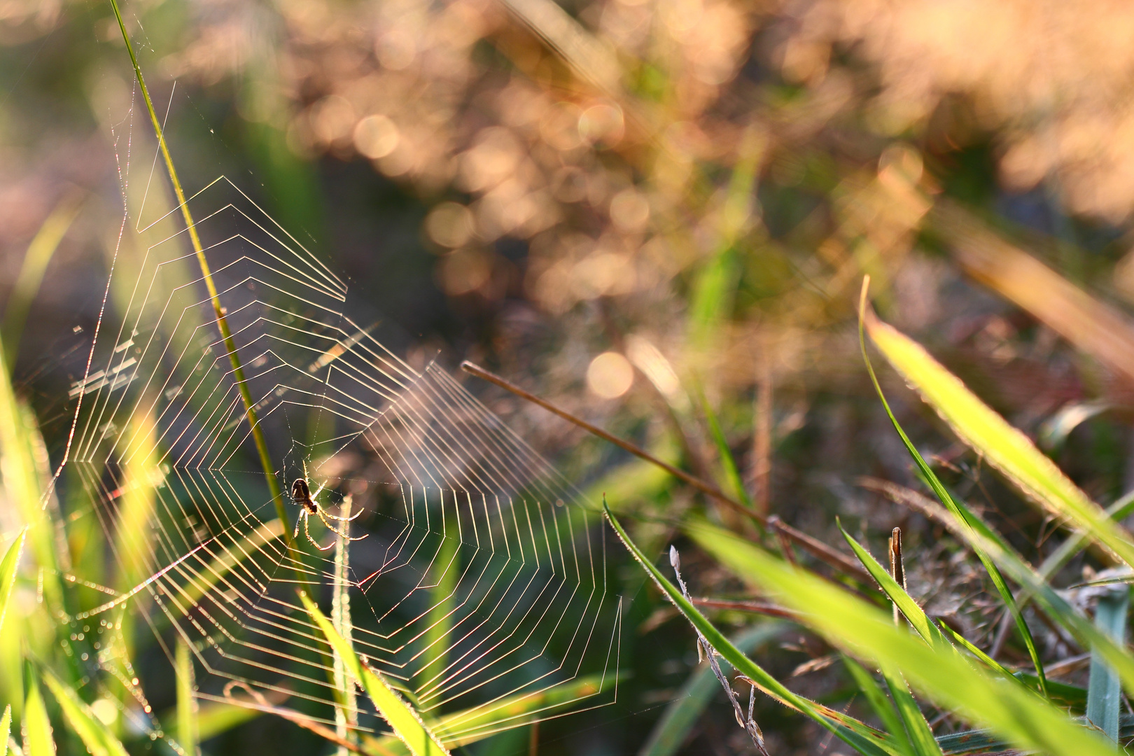 spiderweb..