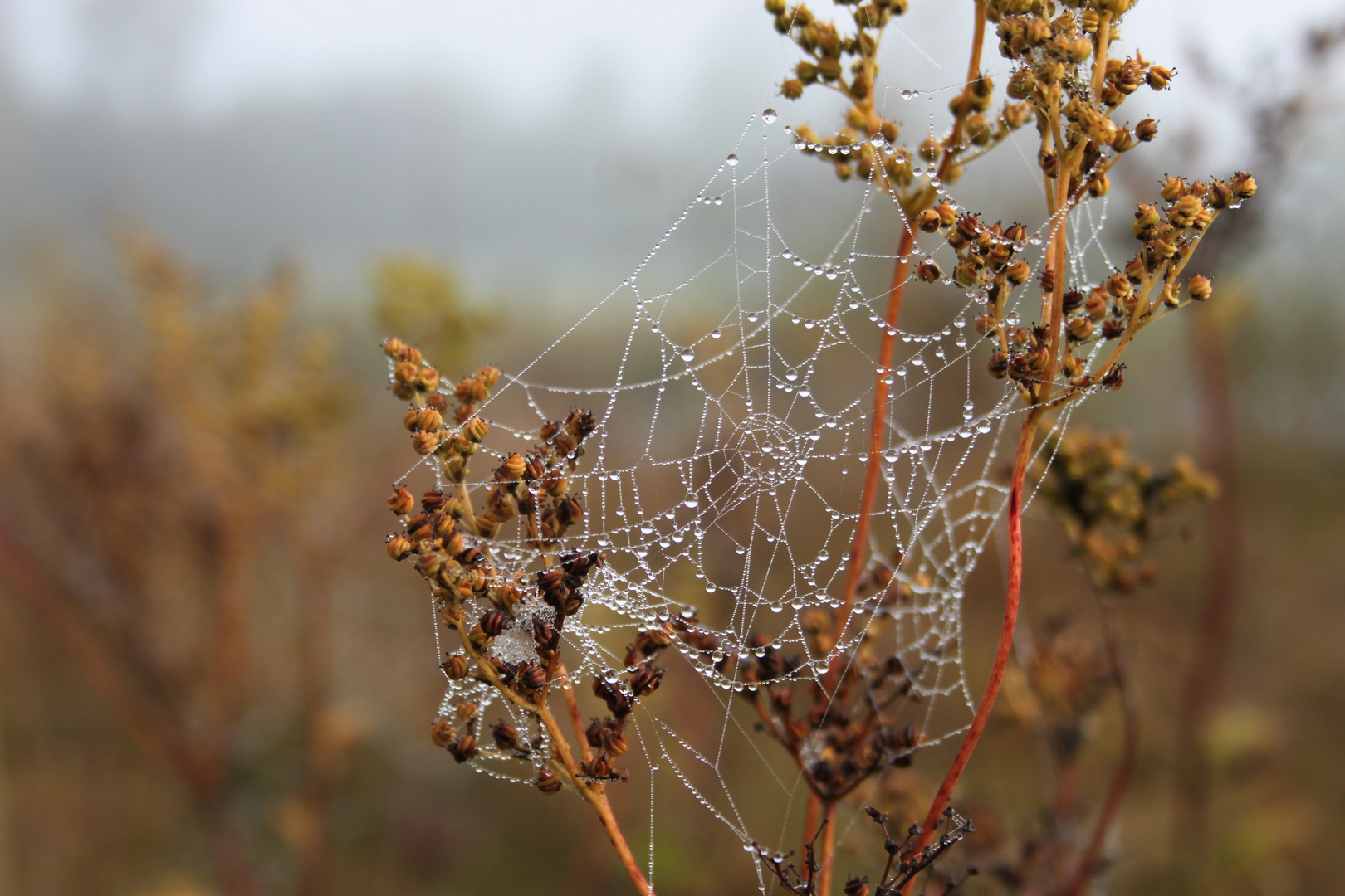 Spiderweb