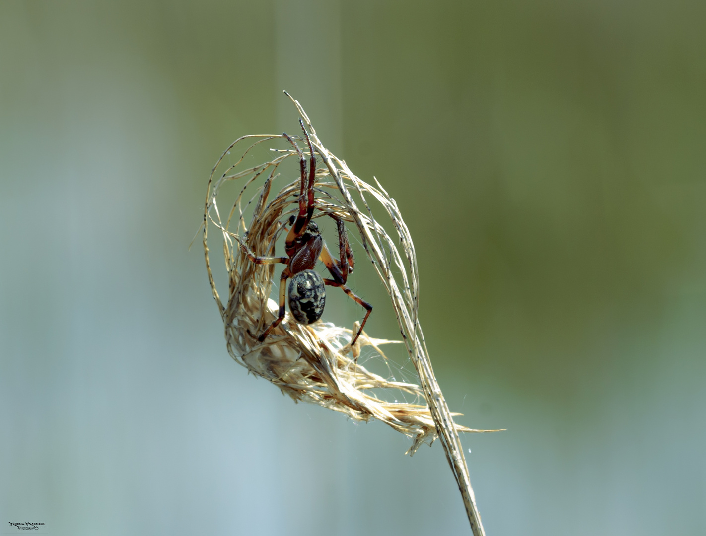 Spiderweb