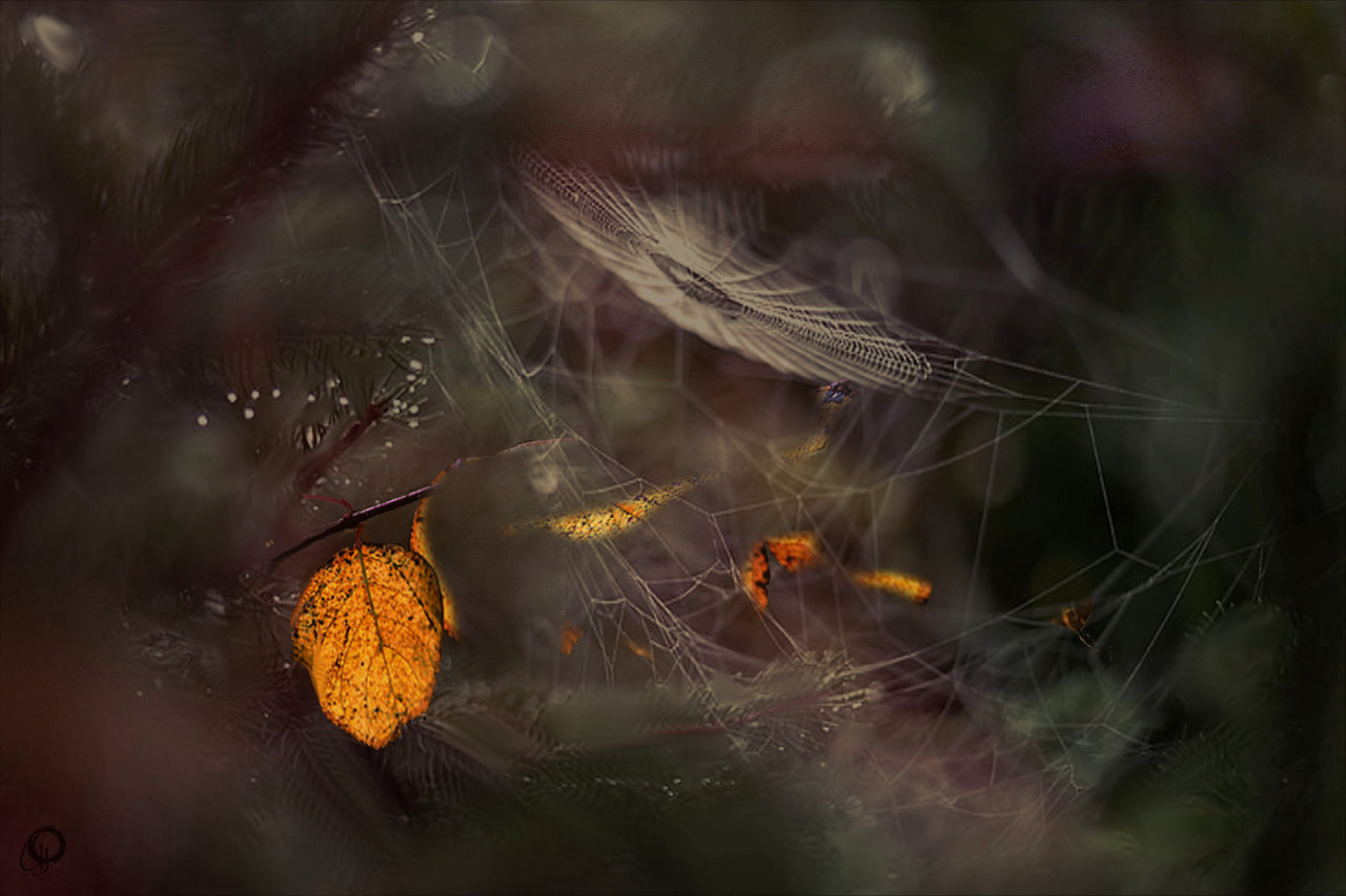 Spiderweb