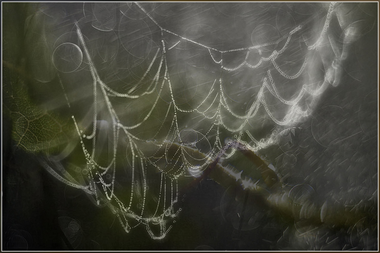 Spiderweb ,,,,. 