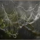 Spiderweb ,,,,. 