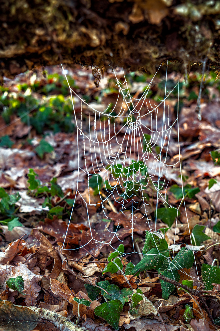 Spiderweb