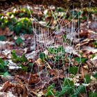 Spiderweb