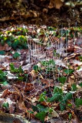 Spiderweb