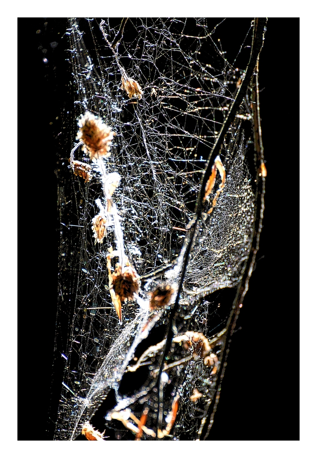 Spiderweb