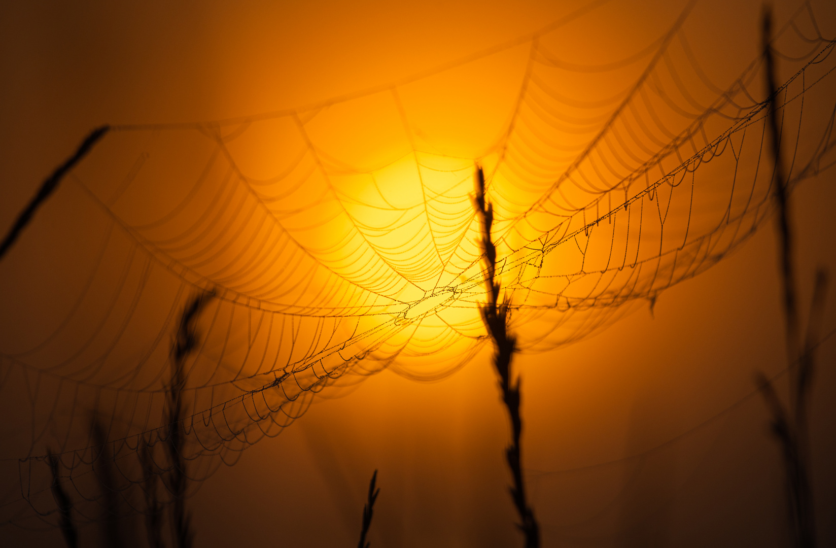 ______Spiderweb__________________