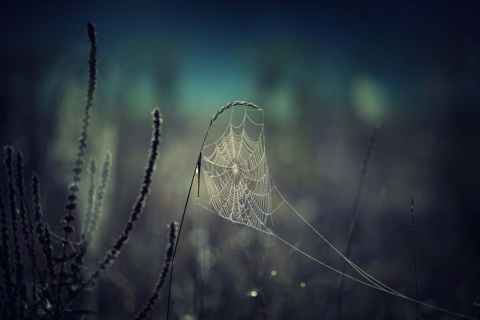 Spiderweb