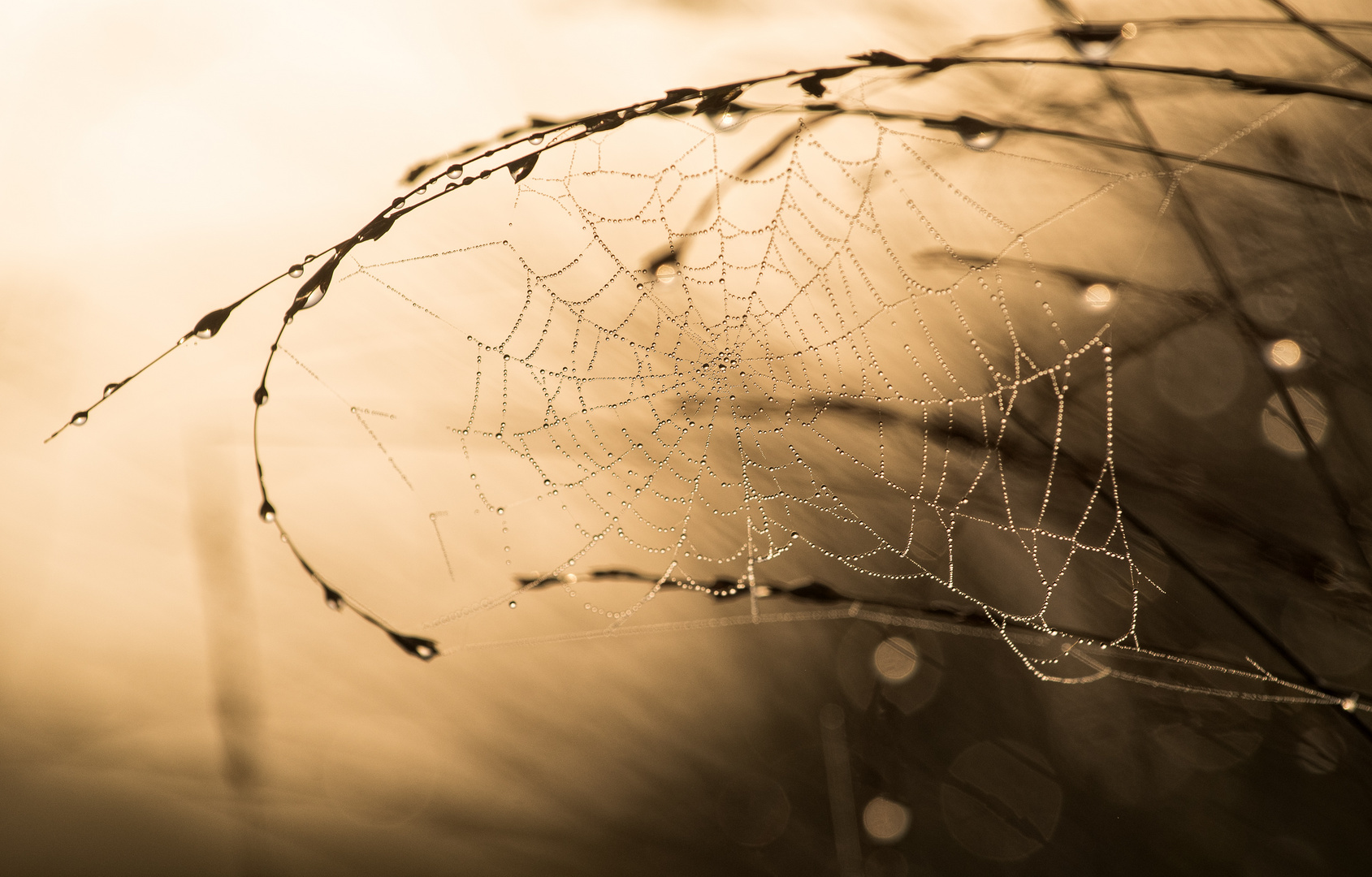 __spiderweb__