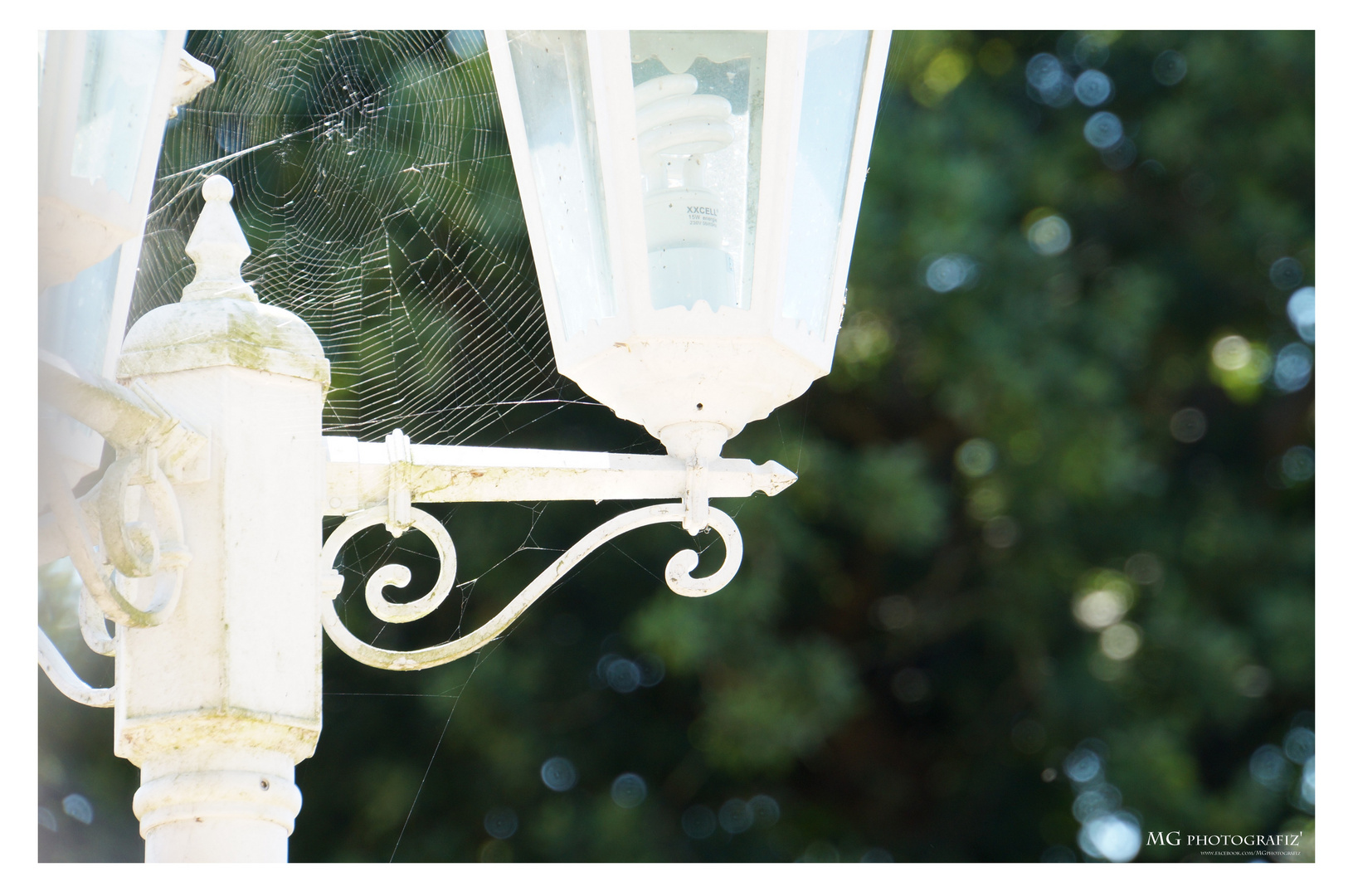 - spiderweb -