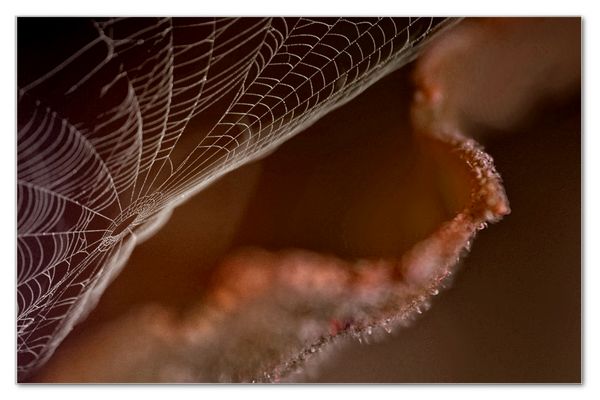 Spiderweb ...