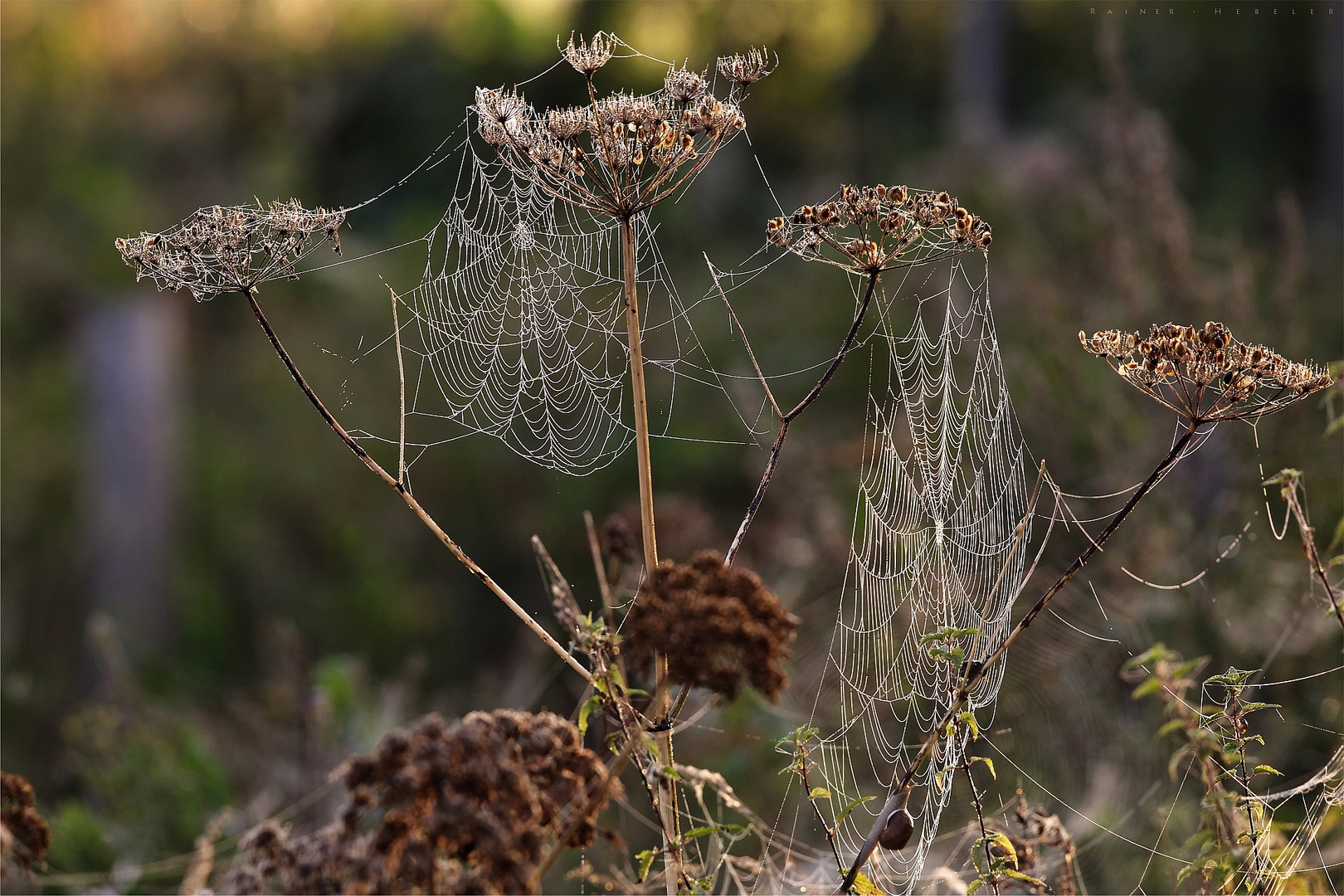 spiderweb and snail