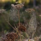 spiderweb and snail