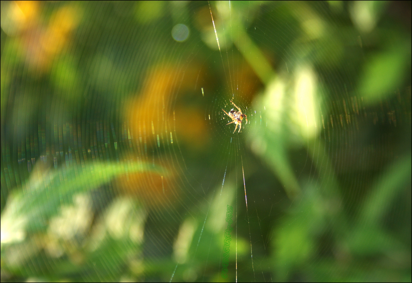 Spiderweb.....