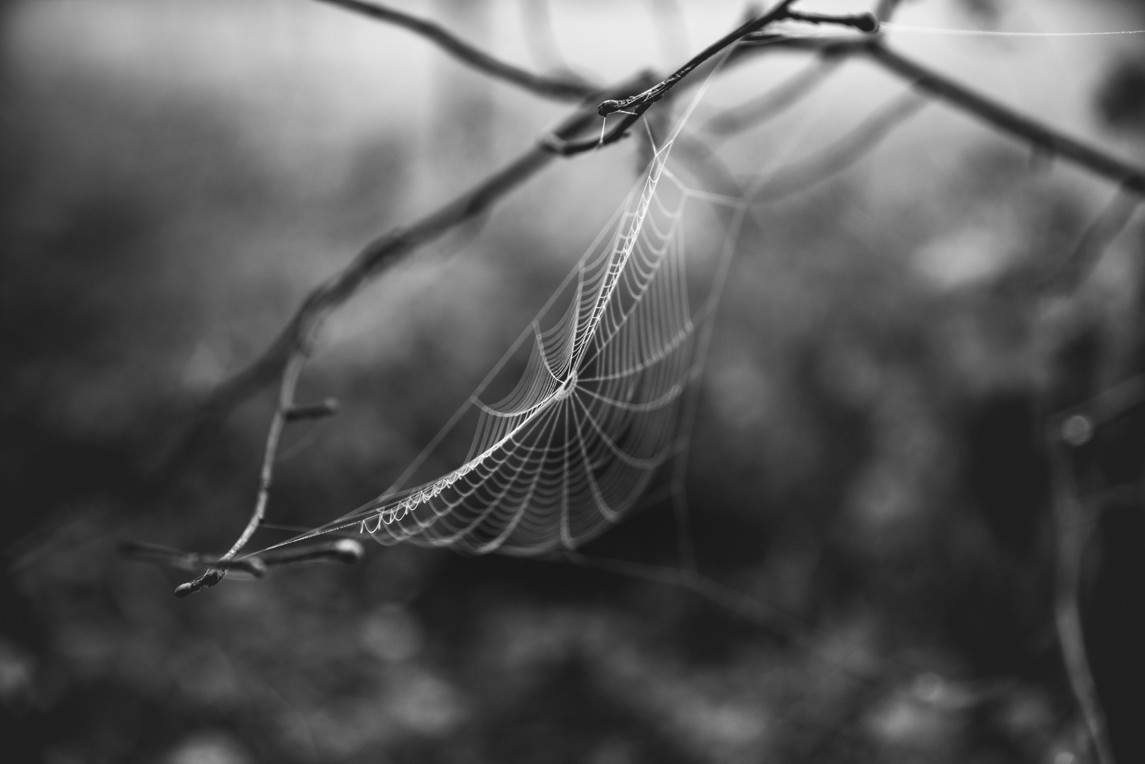 Spiderweb