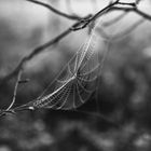 Spiderweb