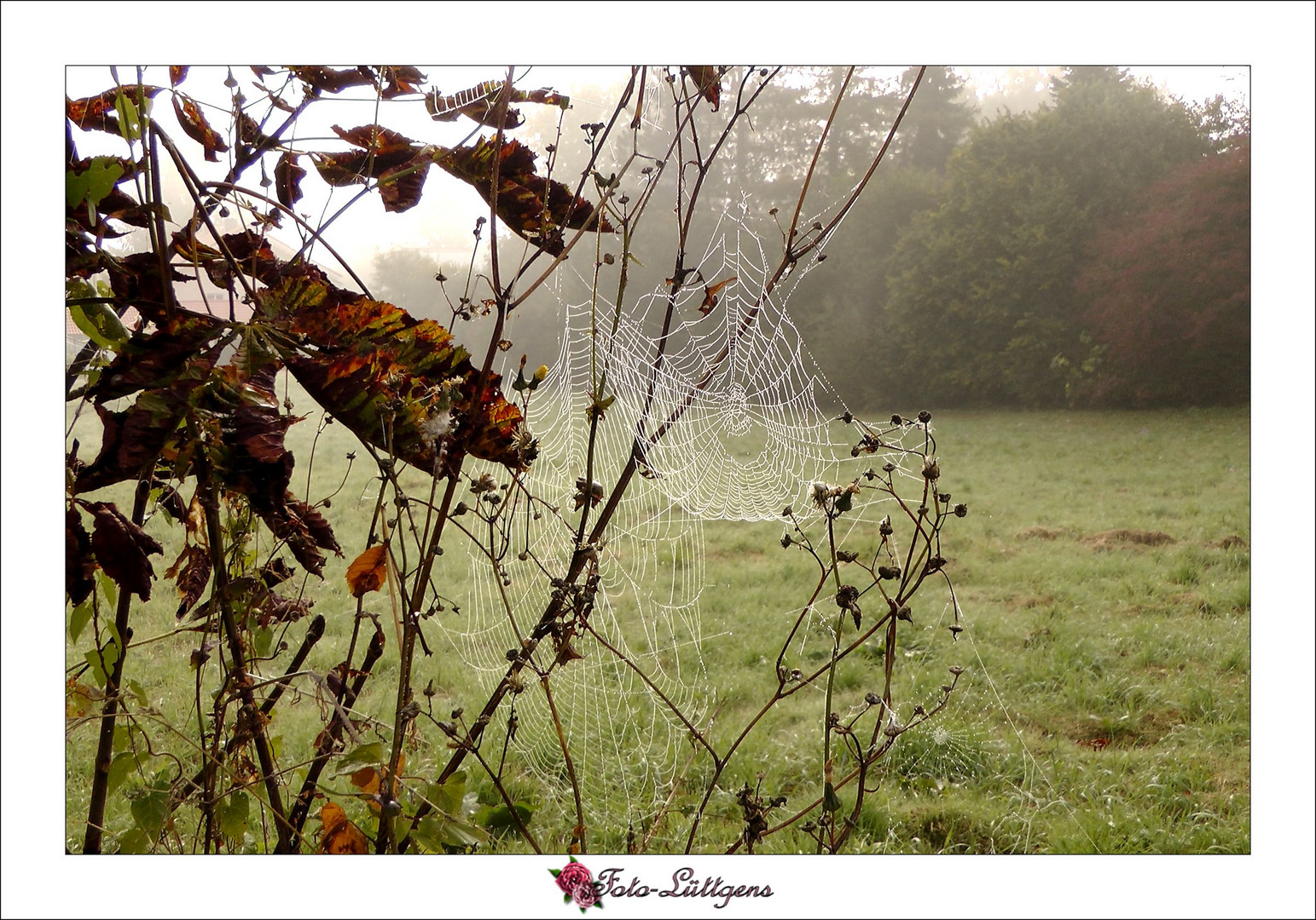 Spiderweb