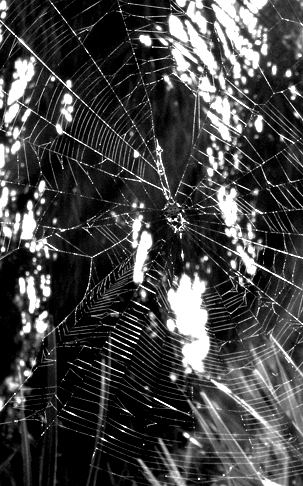 Spiderweb... blk and white