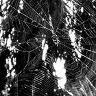 Spiderweb... blk and white