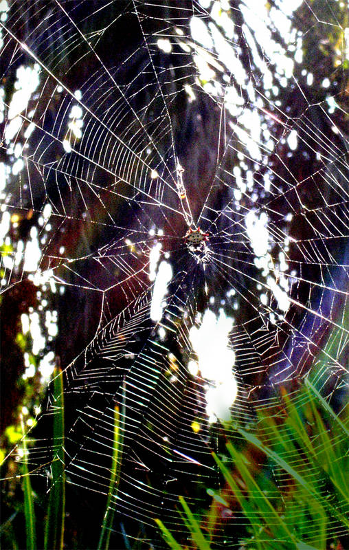 Spiderweb... color
