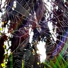 Spiderweb... color