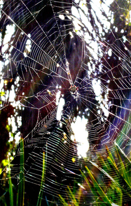 Spiderweb- color; edited more