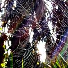 Spiderweb- color; edited more