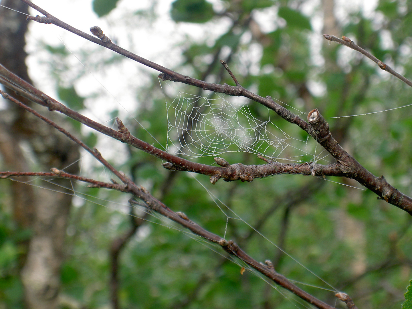 Spiderweb