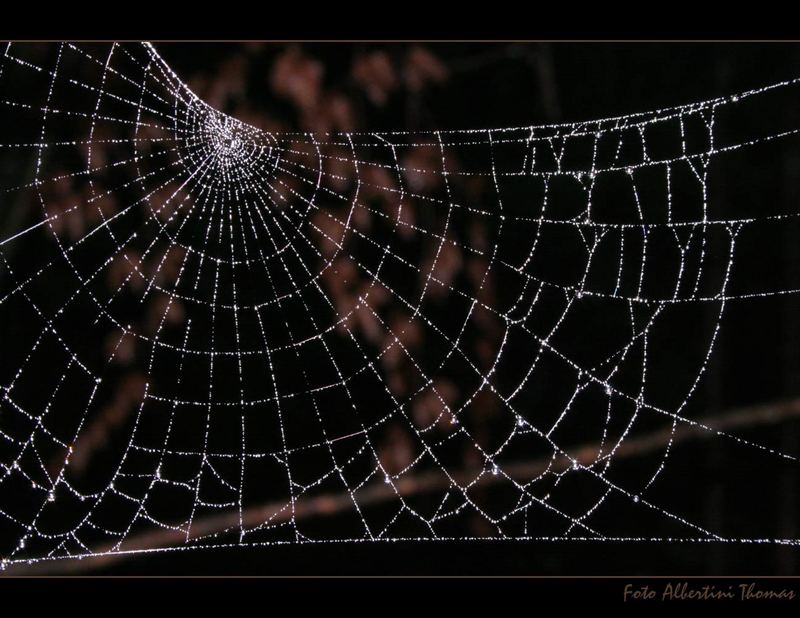 SpiderWeb