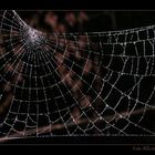 SpiderWeb