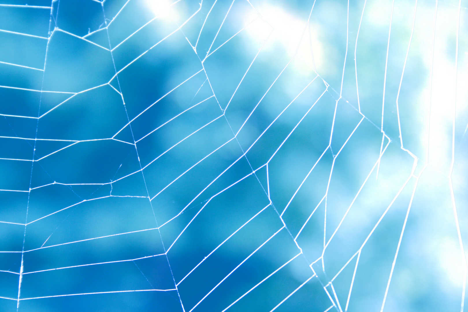 spiderweb