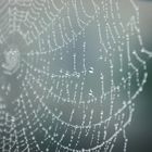 Spiderweb