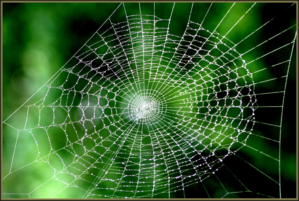 (spider)web im web :)